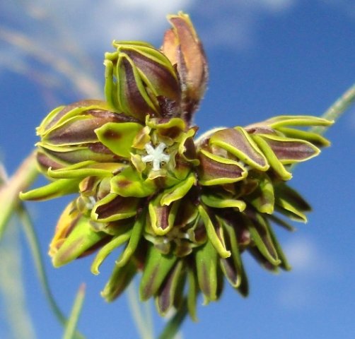 Periglossum angustifolium, the round head inflorescence